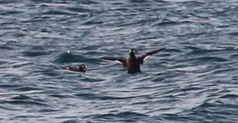 White-winged Scoter - Breck Tyler