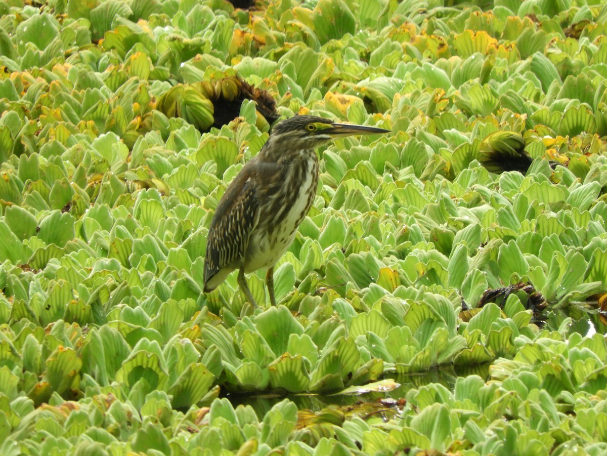 Striated Heron - ML539885451