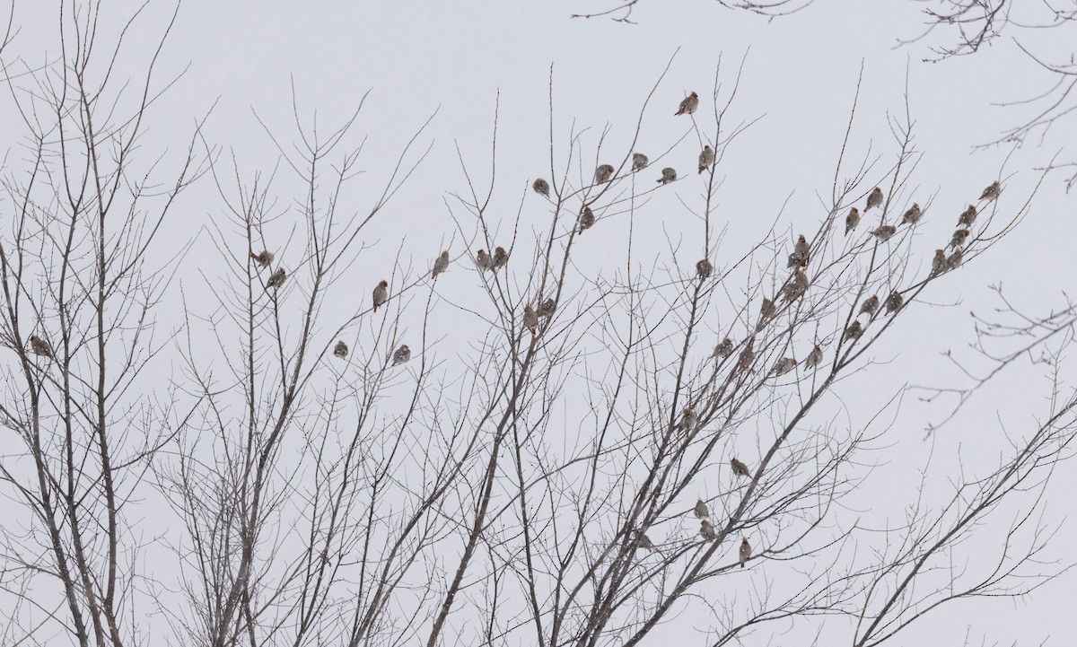 Bohemian Waxwing - ML539885751