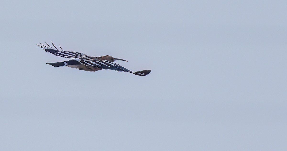 Eurasian Hoopoe - Francisco Pires