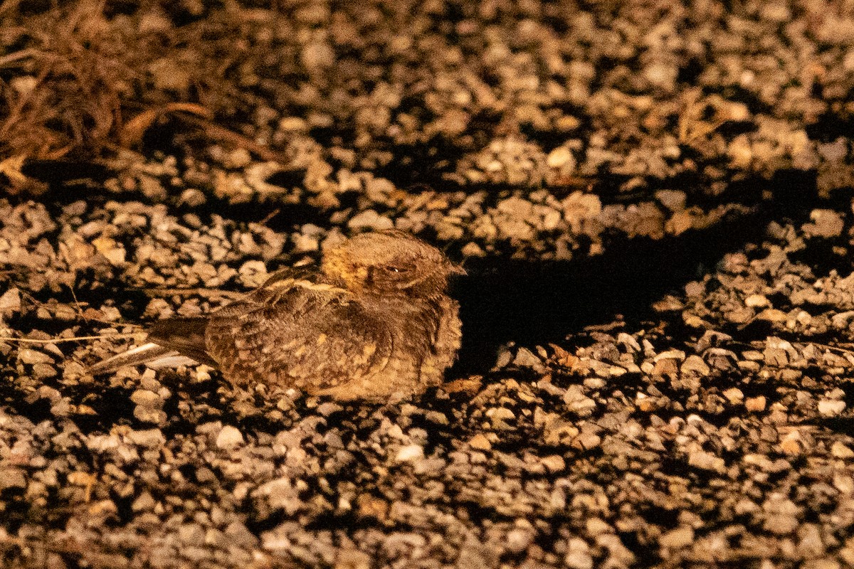 Indian Nightjar - Jan Lile