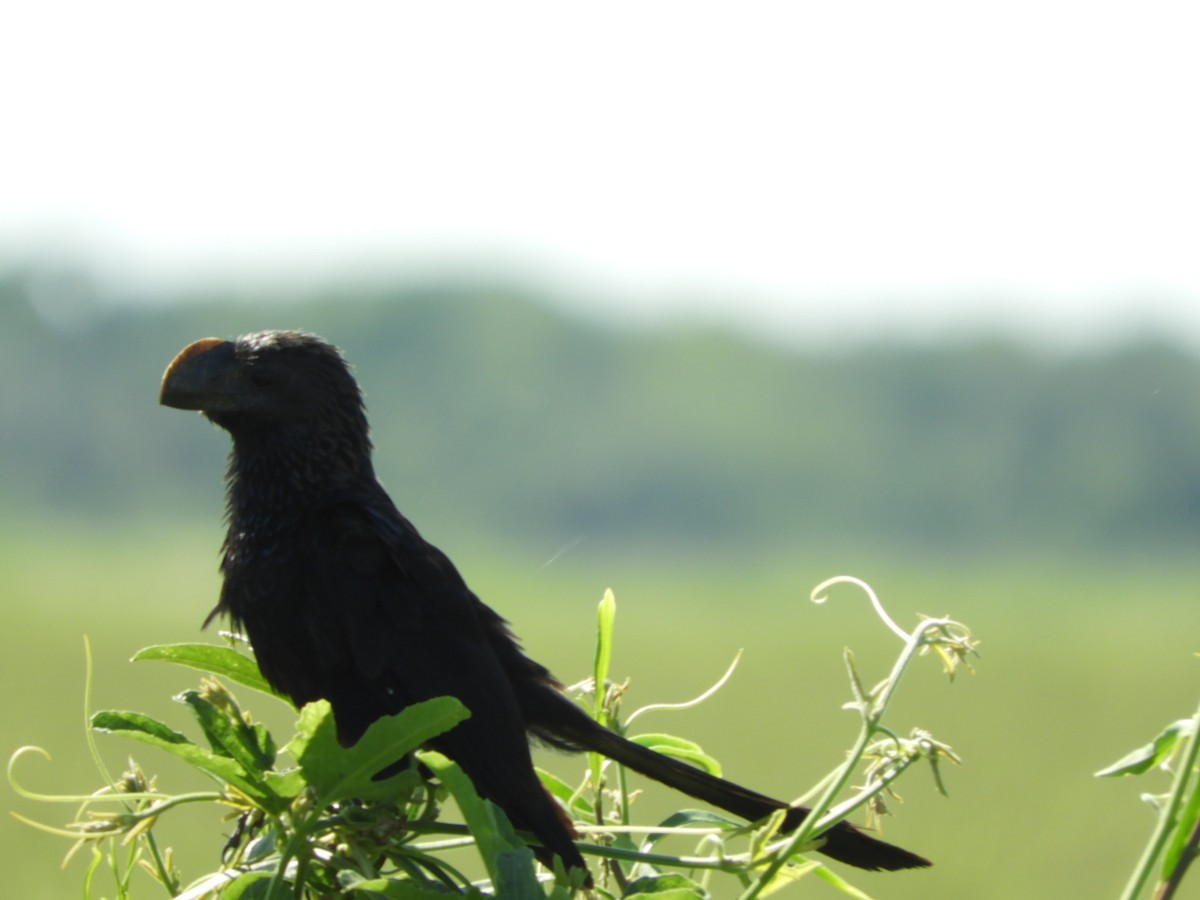 Smooth-billed Ani - Silvia Enggist