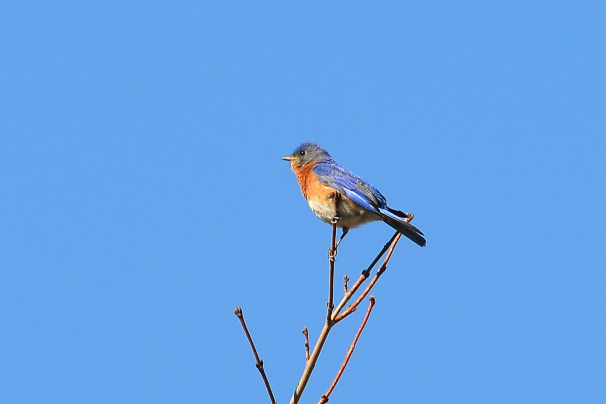 Eastern Bluebird - ML53988821