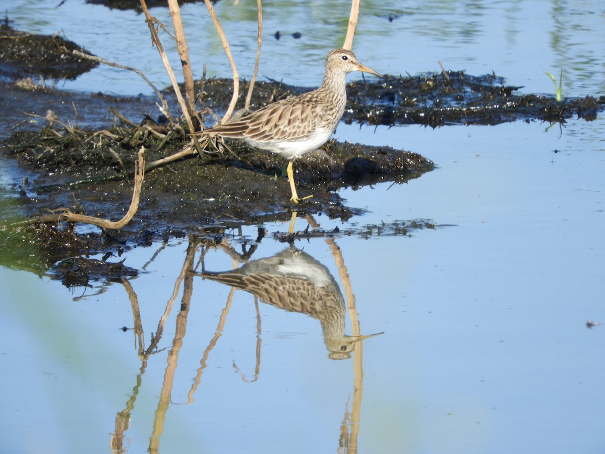 Pectoral Sandpiper - ML539889111