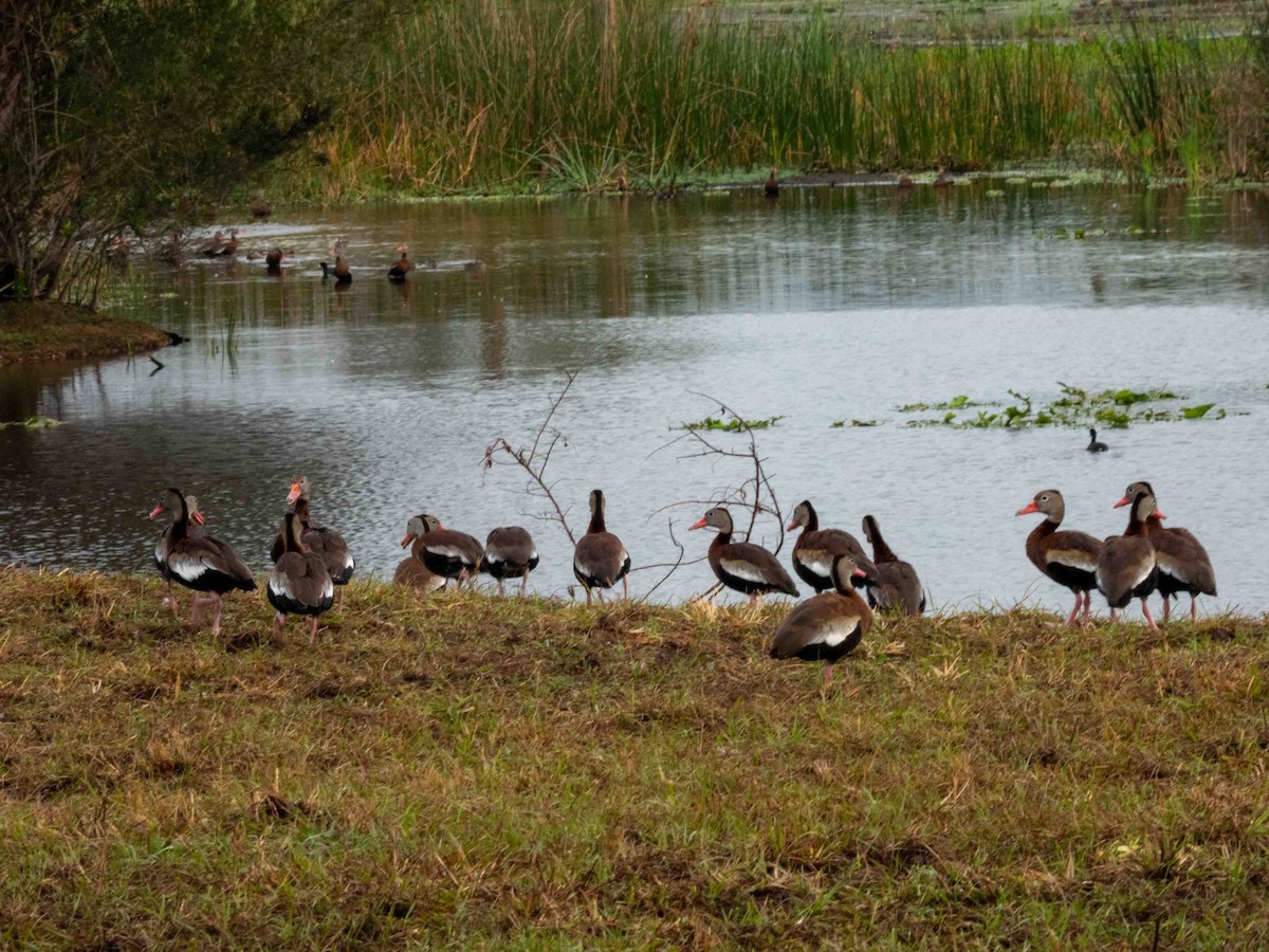 Black-bellied Whistling-Duck - ML539890811