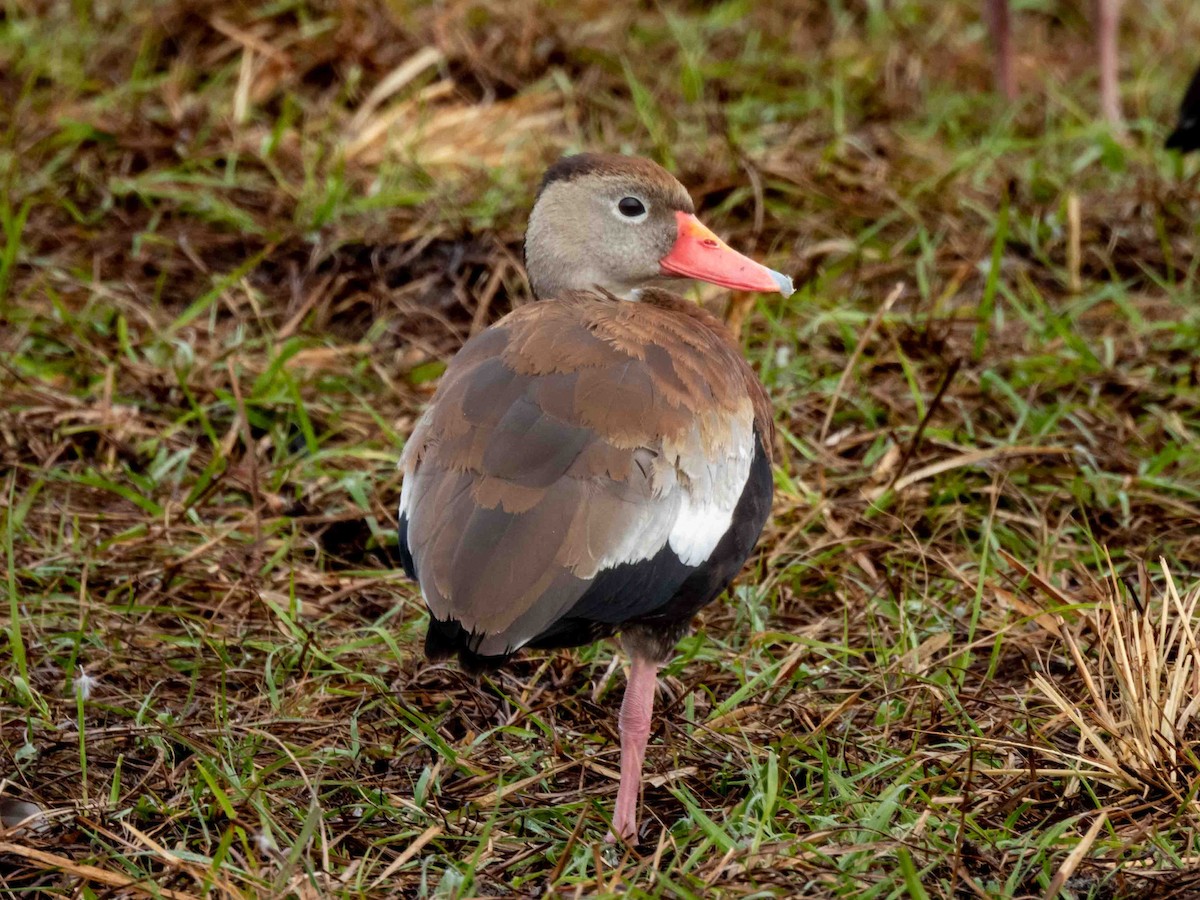 Black-bellied Whistling-Duck - ML539890821