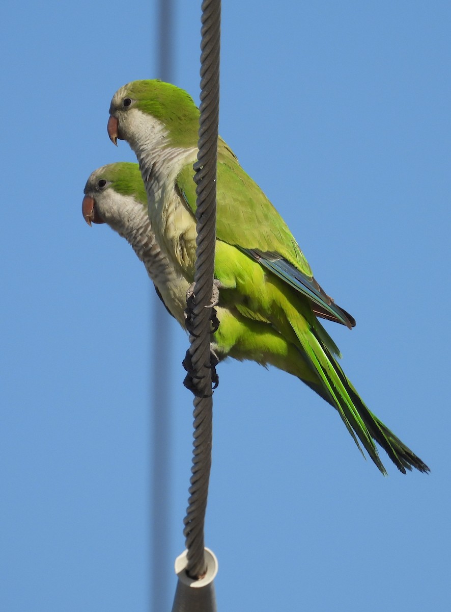 Monk Parakeet - ML539890901