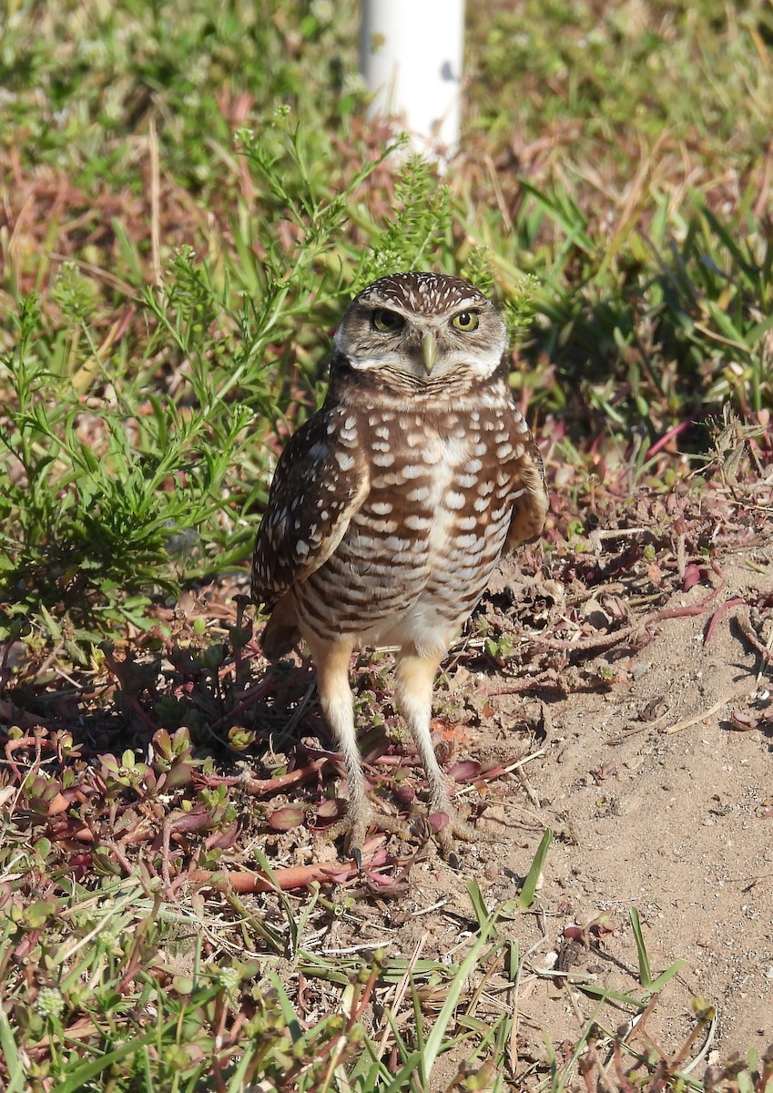 Burrowing Owl (Florida) - ML539891171