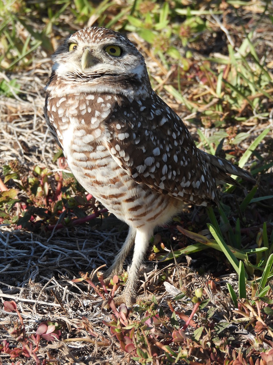 Burrowing Owl (Florida) - ML539891231