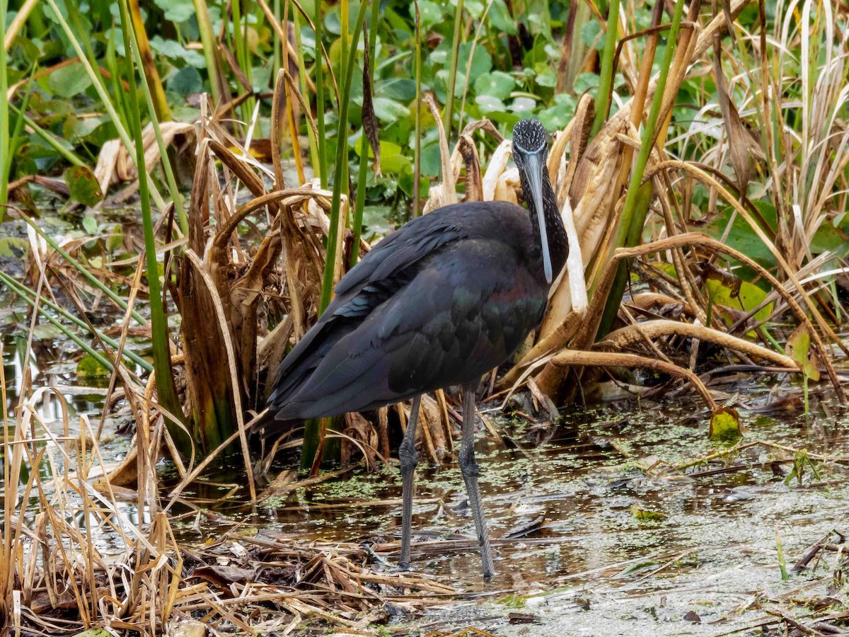 ibis hnědý - ML539891651