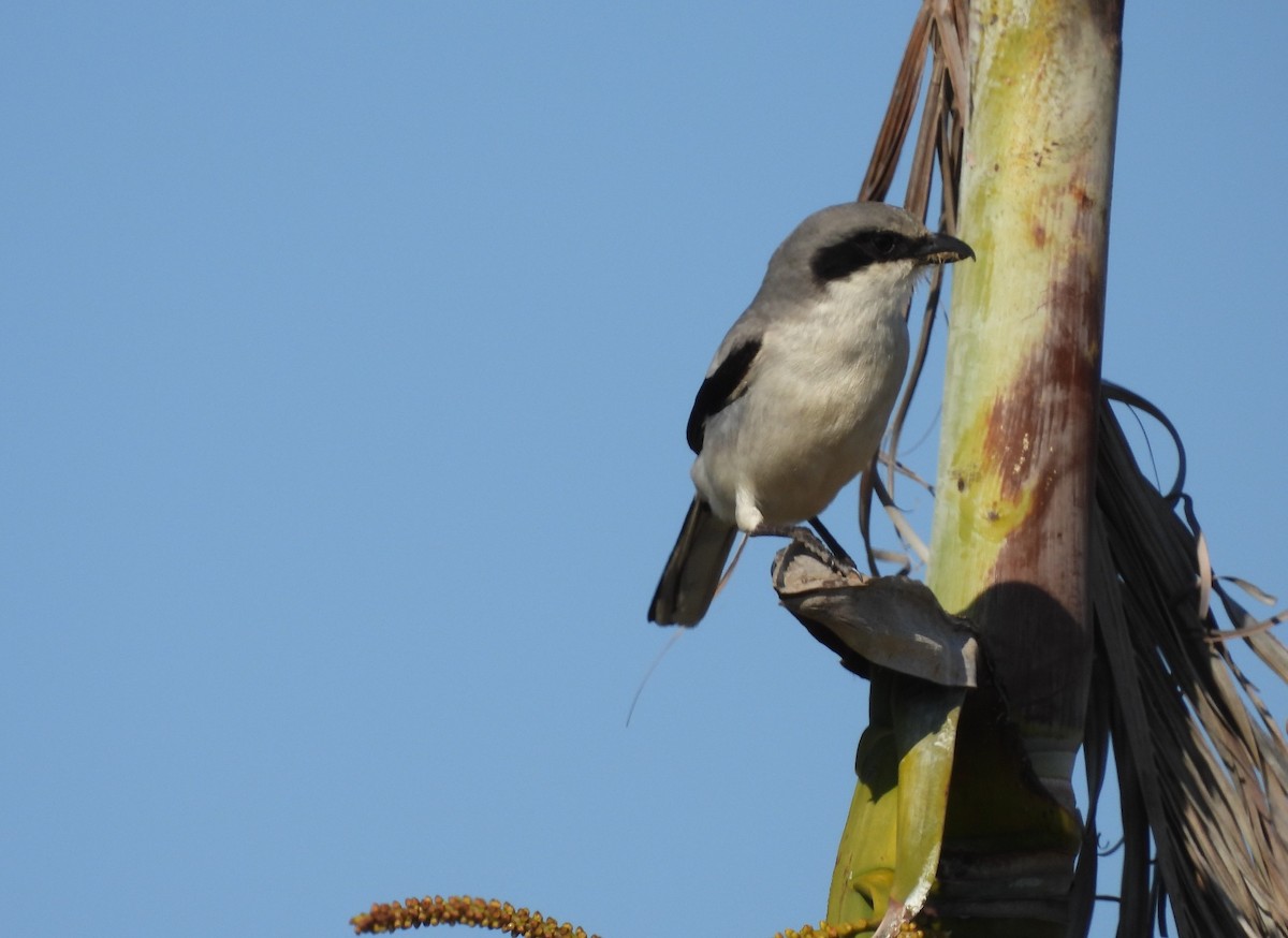 Loggerhead Shrike - ML539891841