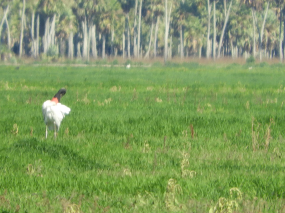 Jabiru d'Amérique - ML539891991