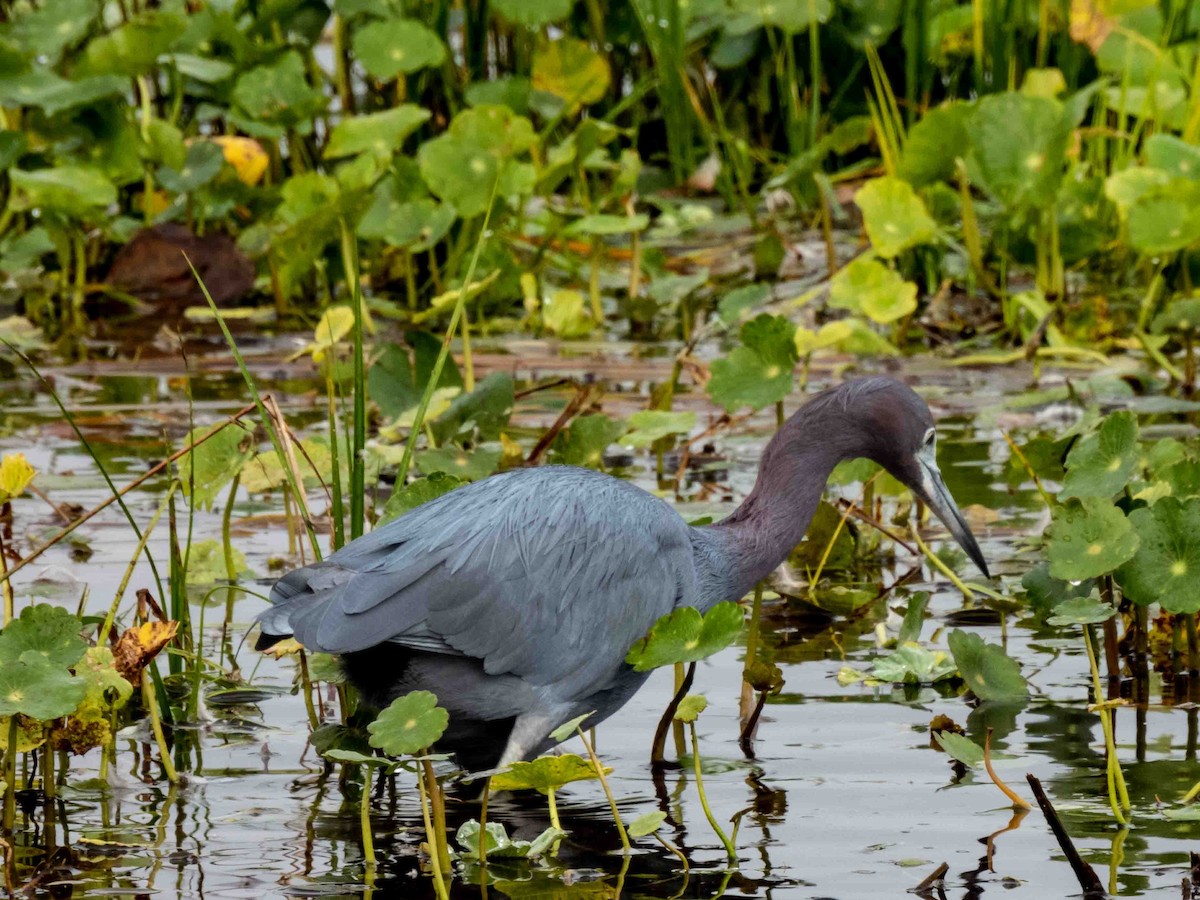 Little Blue Heron - ML539892001