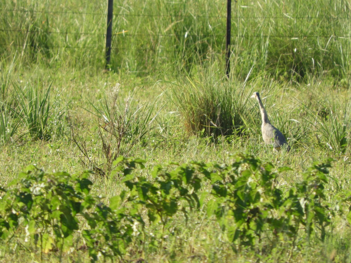 Whistling Heron - ML539892181