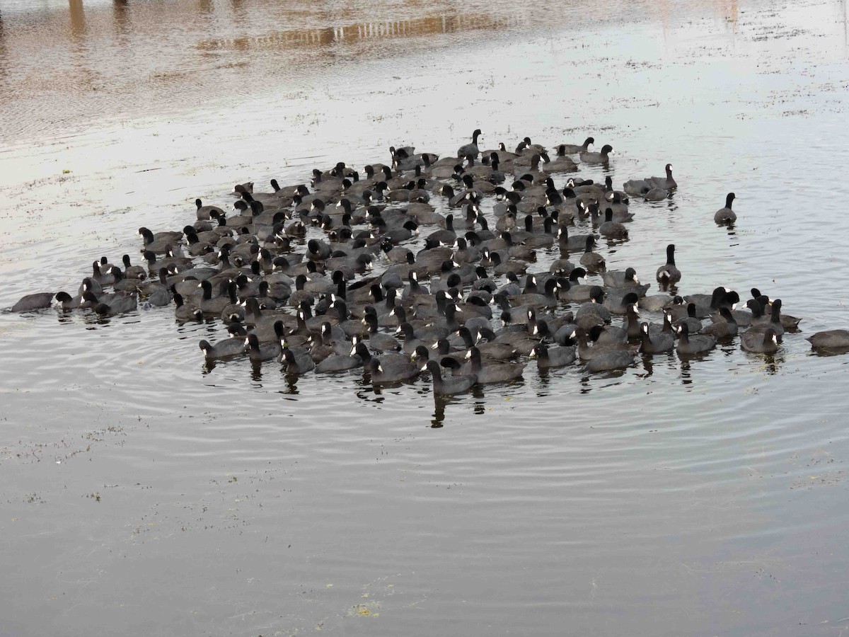 American Coot - ML539893091