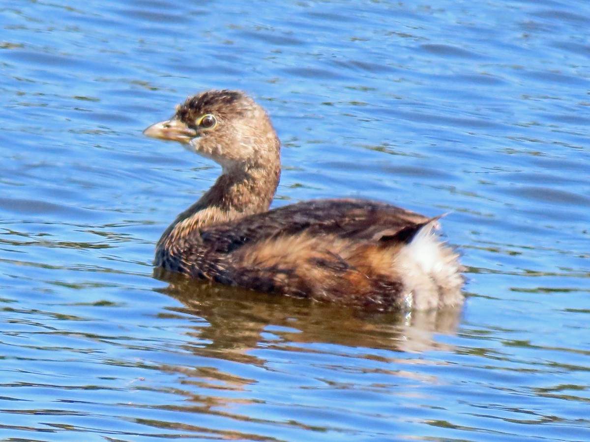 Pied-billed Grebe - ML539893421