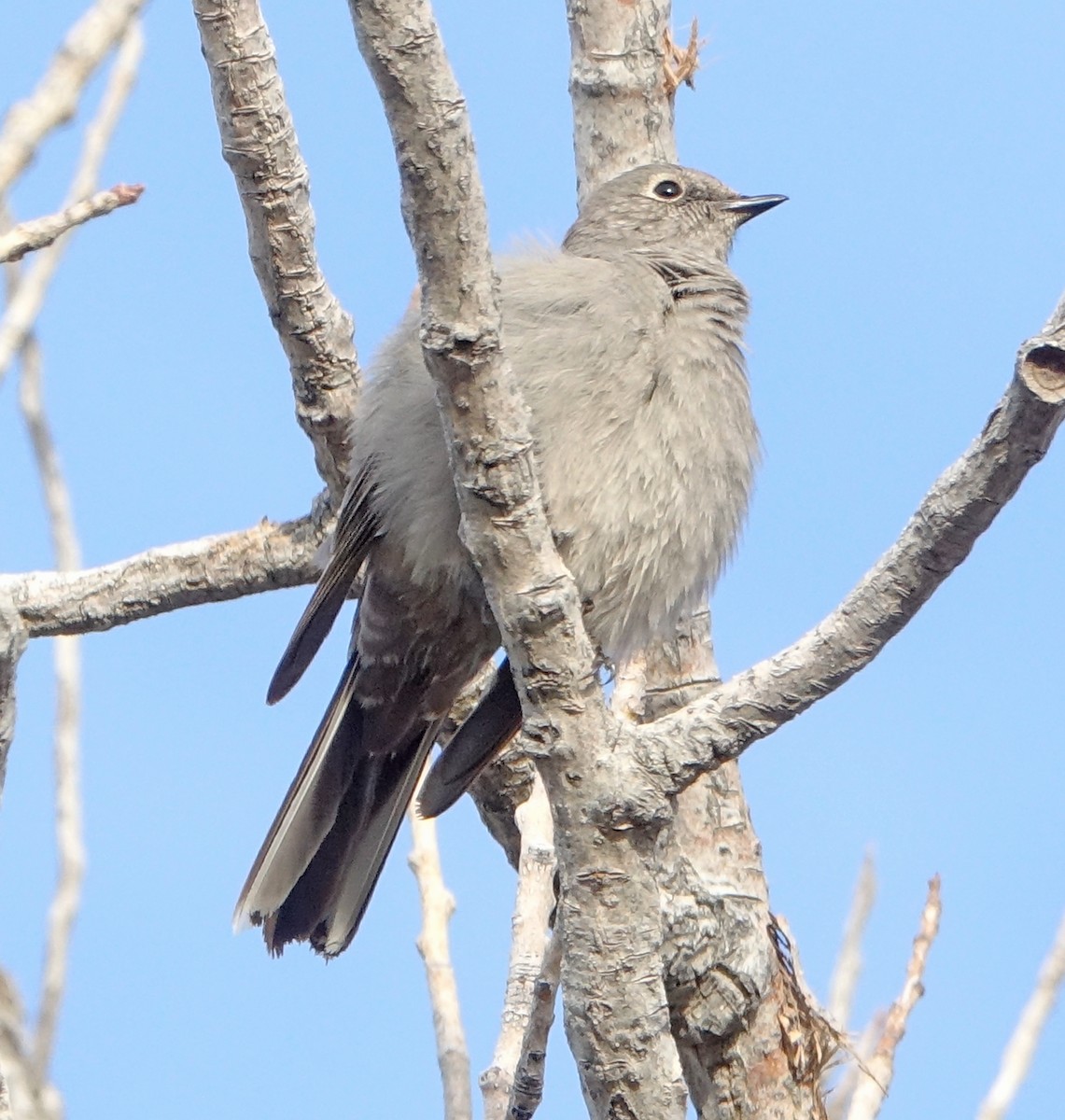 Townsend's Solitaire - ML539894441