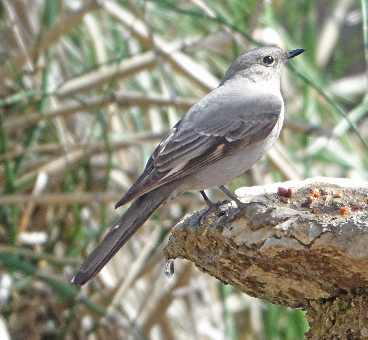 Townsend's Solitaire - ML539894451