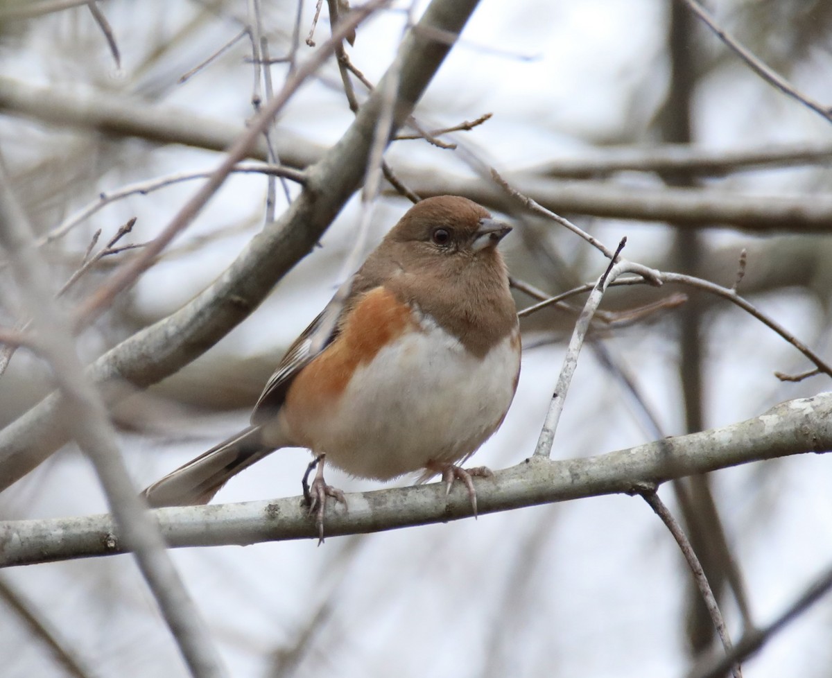 Eastern Towhee - ML539895161