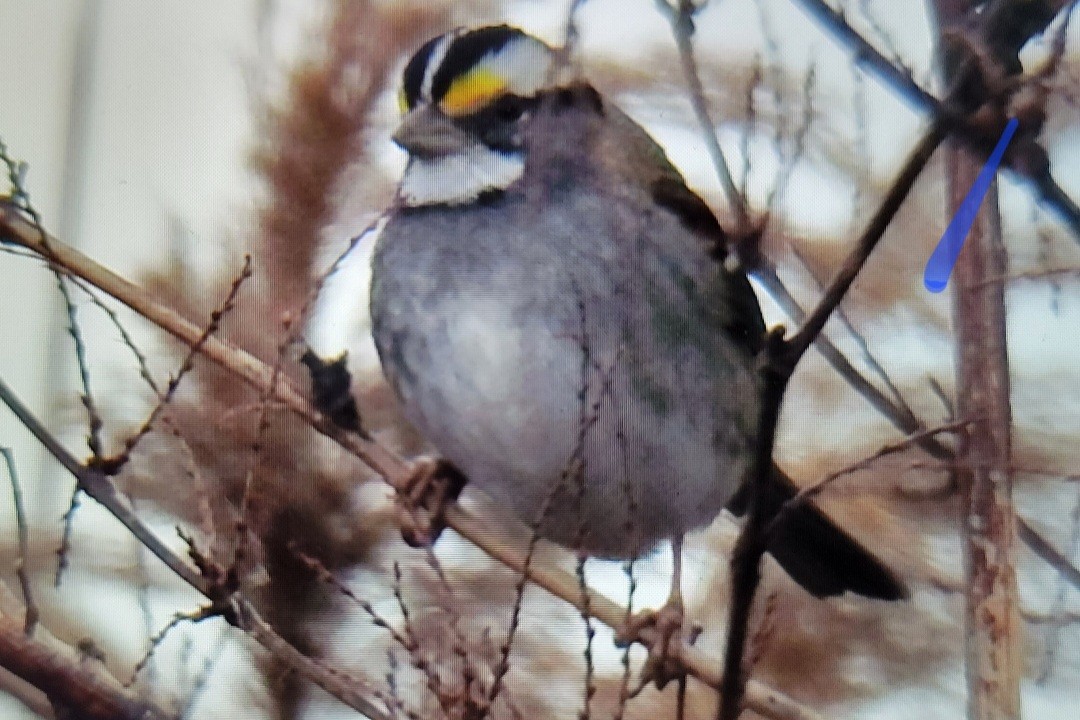 White-throated Sparrow - ML539895341