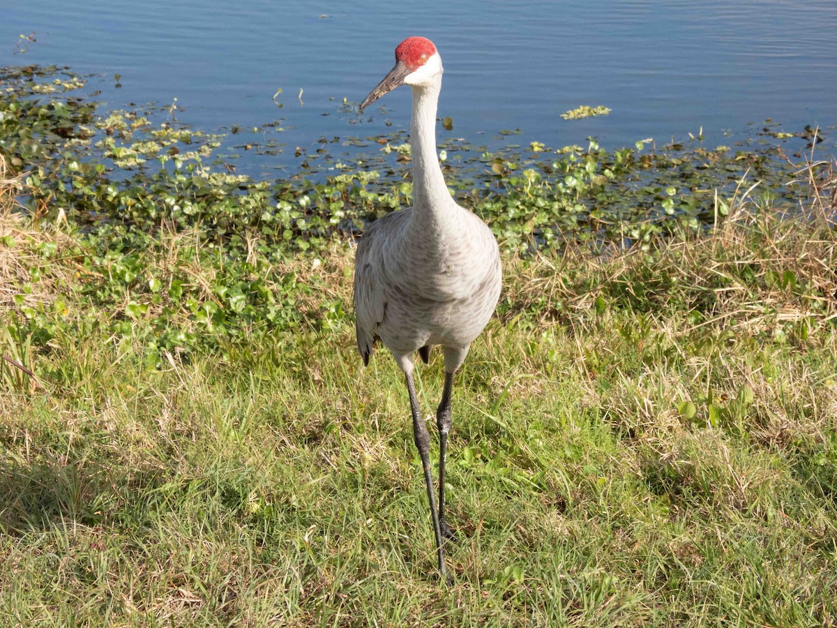 Sandhill Crane - ML539895391