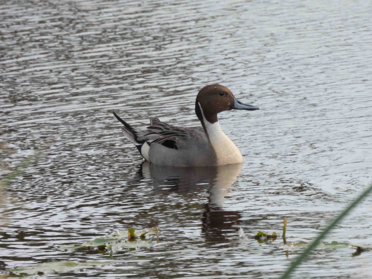 Northern Pintail - ML539895471