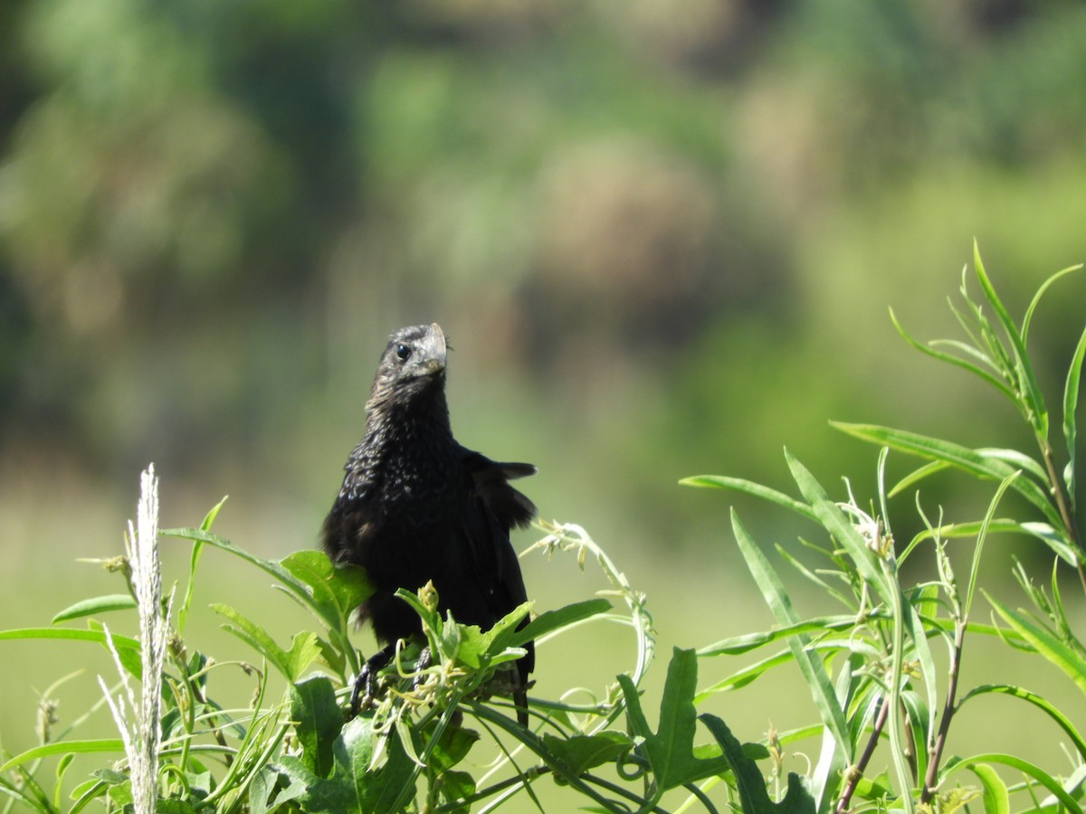 Smooth-billed Ani - Silvia Enggist