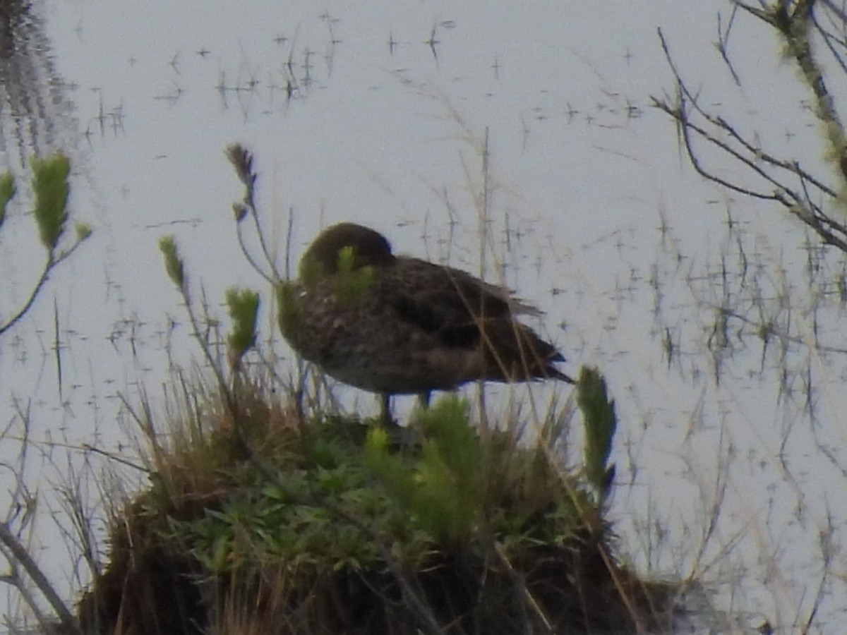 Andean Teal - ML539895591