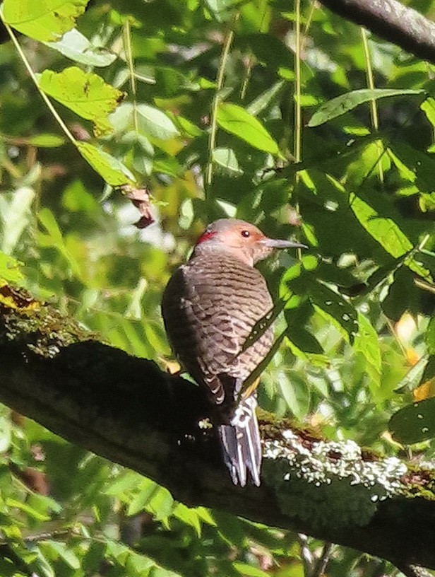 Northern Flicker - ML539897321