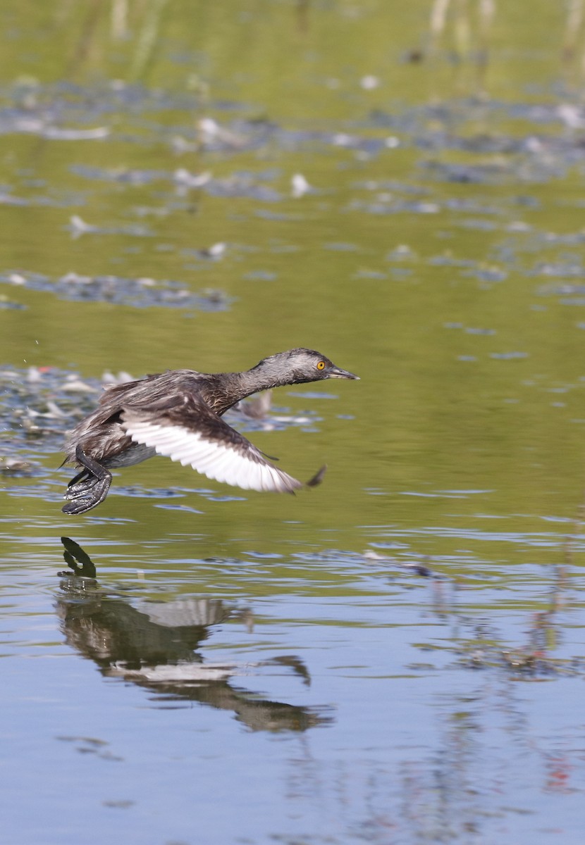 Least Grebe - ML539897521