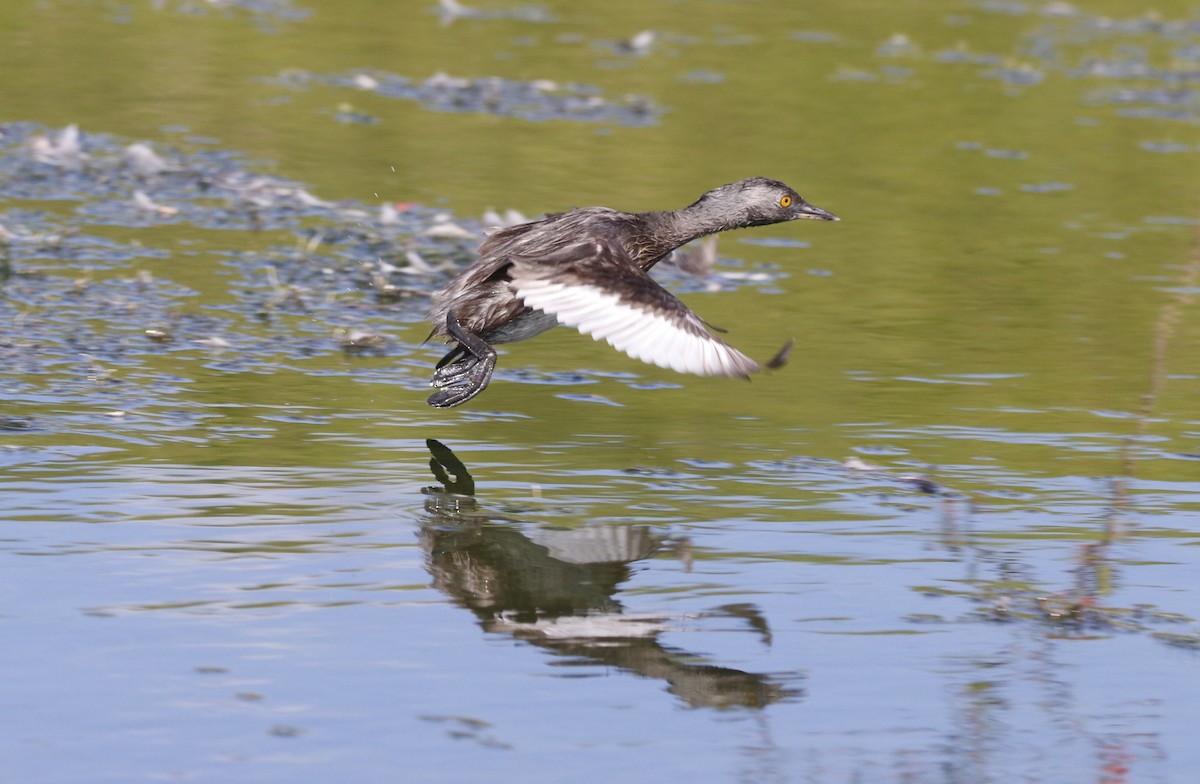 Least Grebe - Leslie Penner