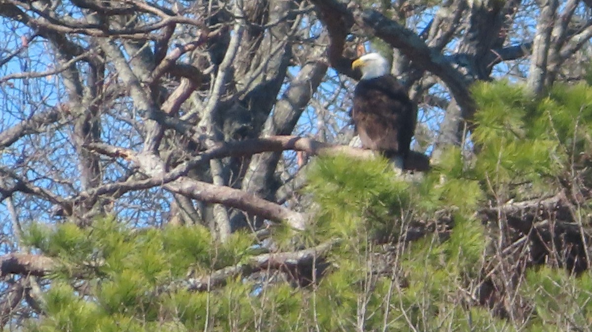 Bald Eagle - ML539898121