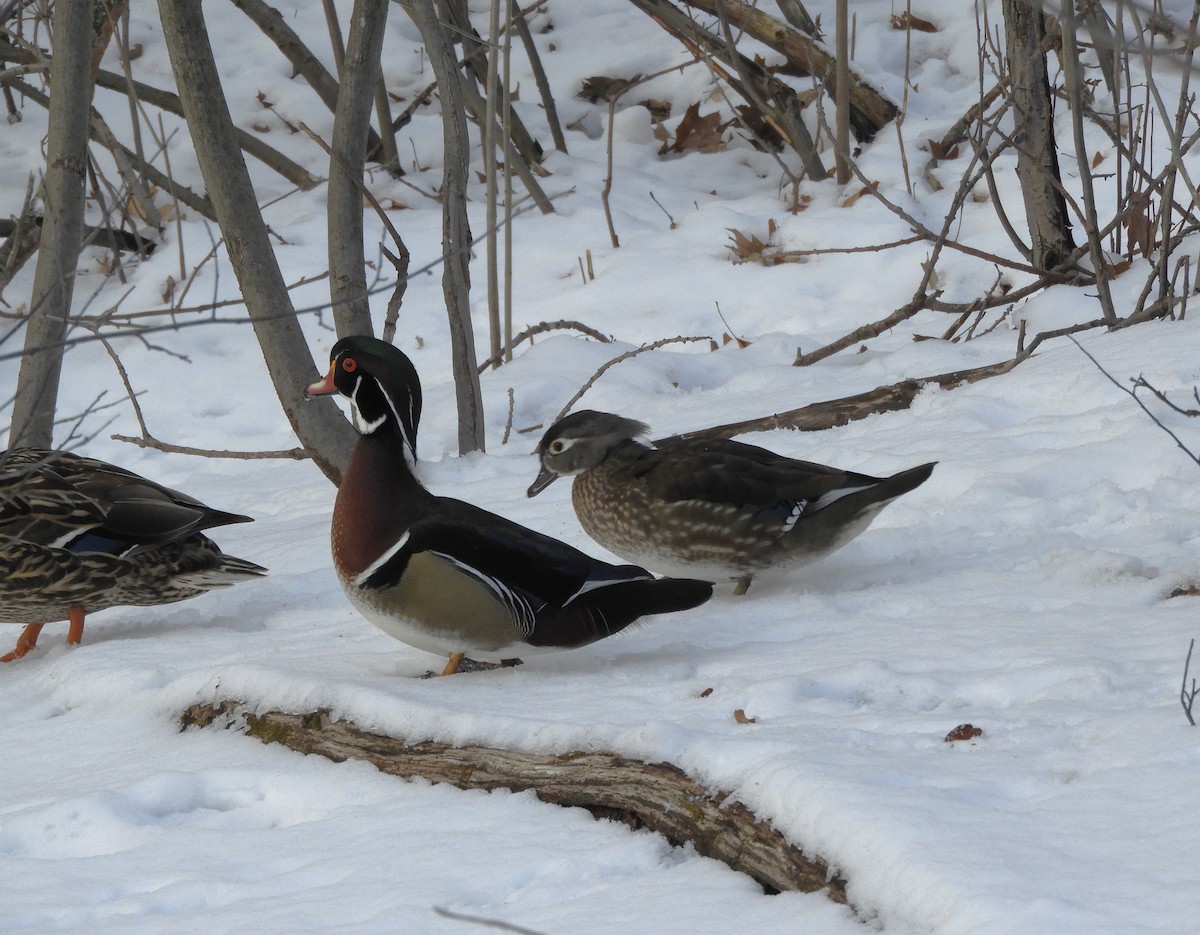 Wood Duck - ML539898131