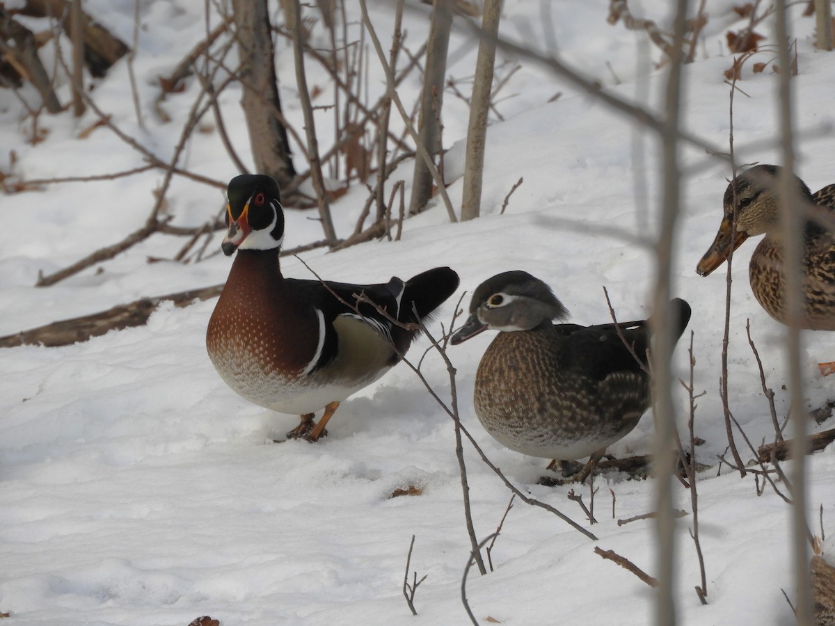 Wood Duck - ML539898141