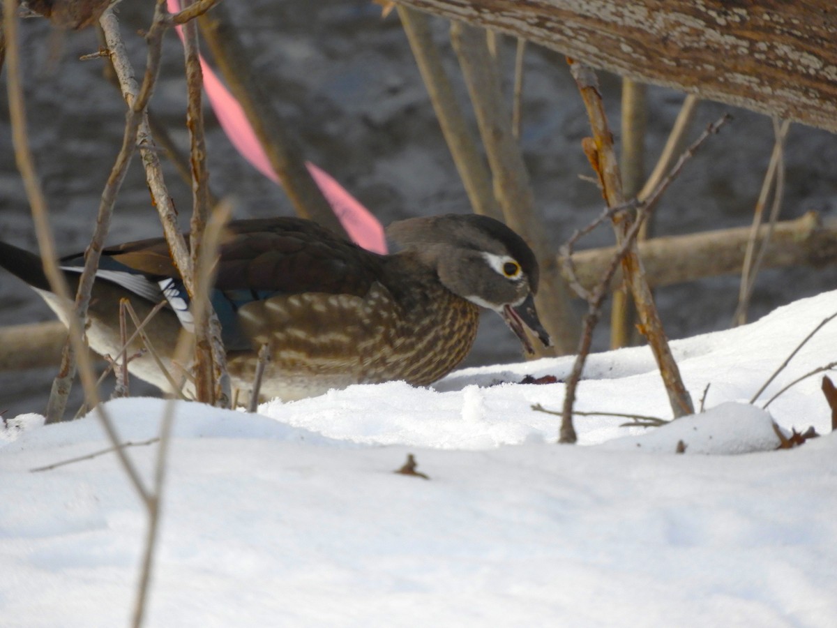 Wood Duck - ML539898201