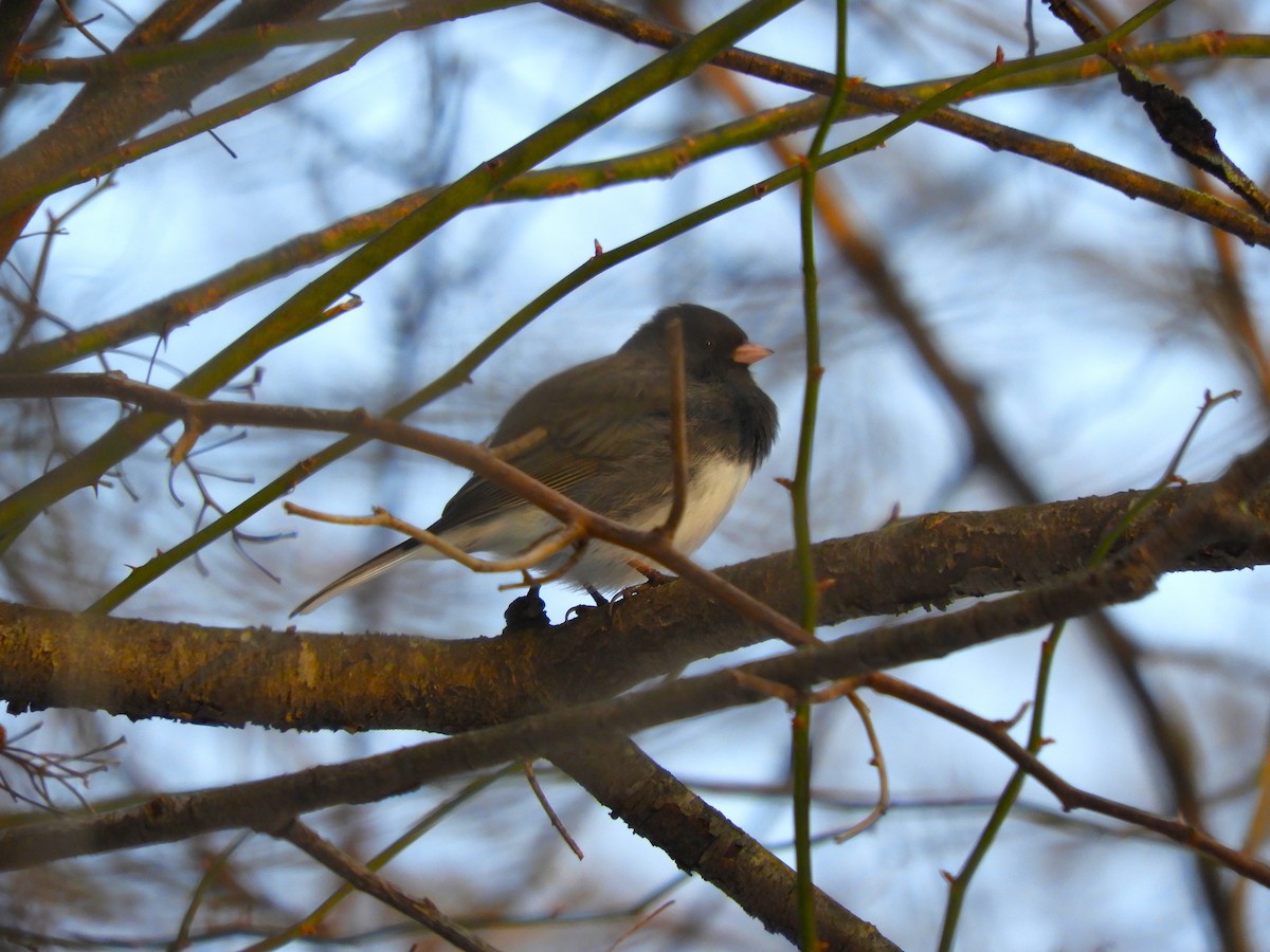 Dark-eyed Junco - ML539898401