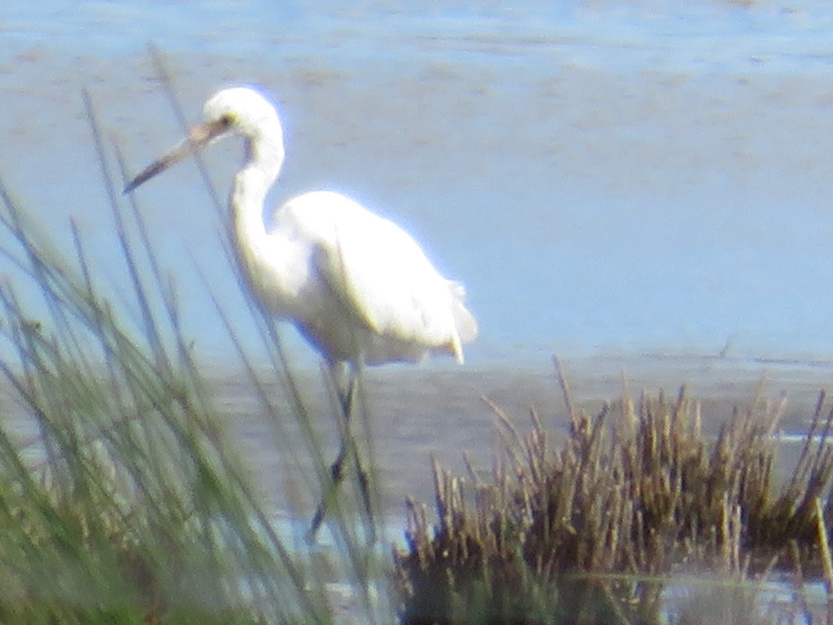 Little Egret - Christine D