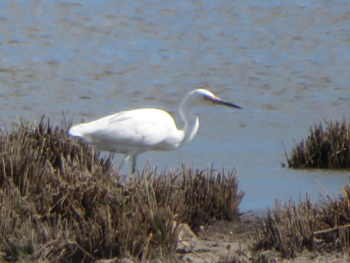 Little Egret - ML539898611