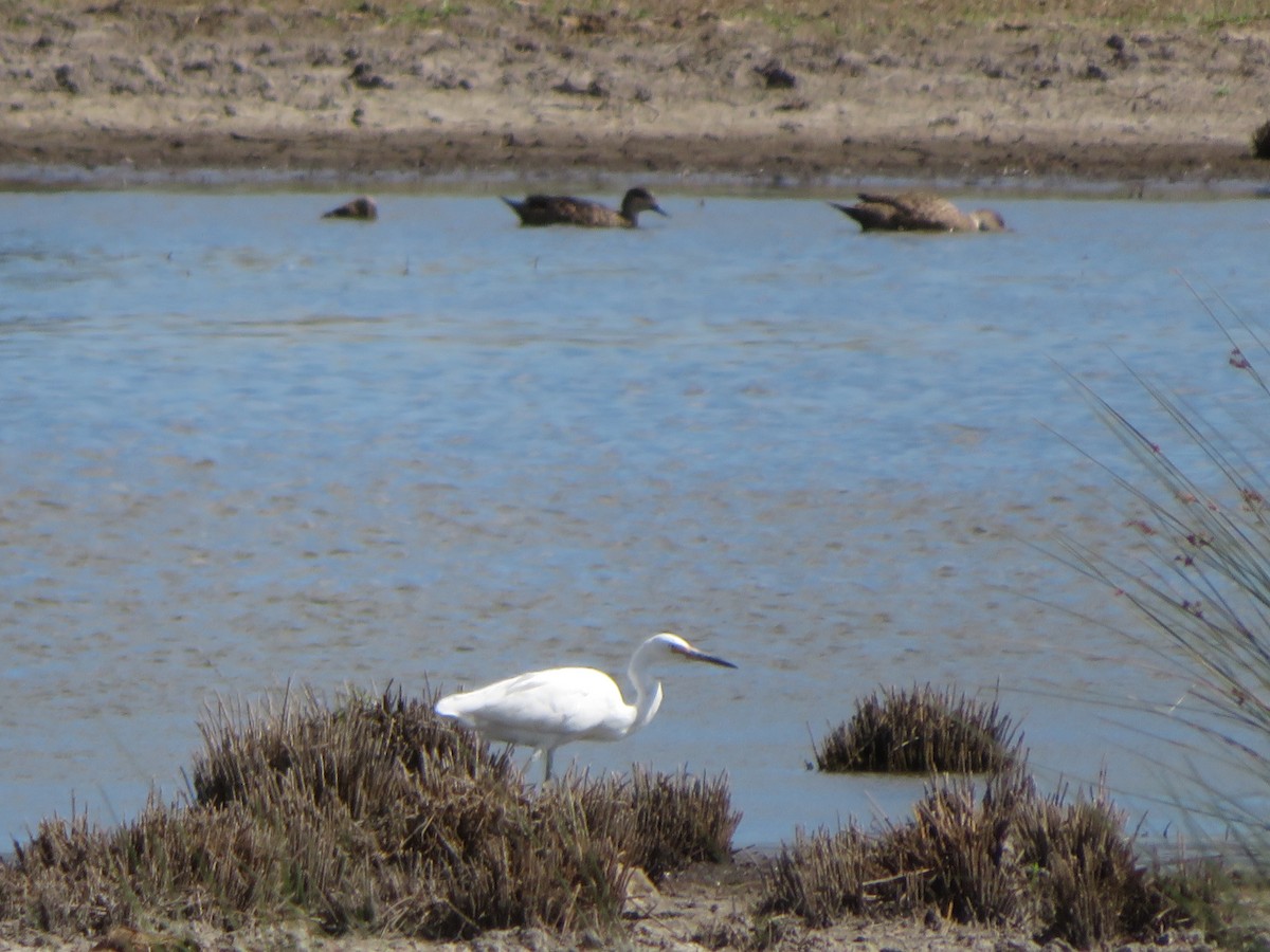 Little Egret - ML539898731