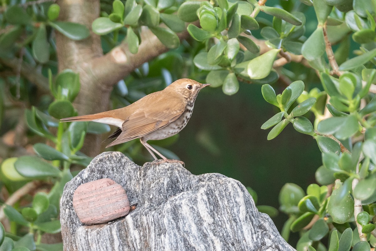 Hermit Thrush - ML539898791