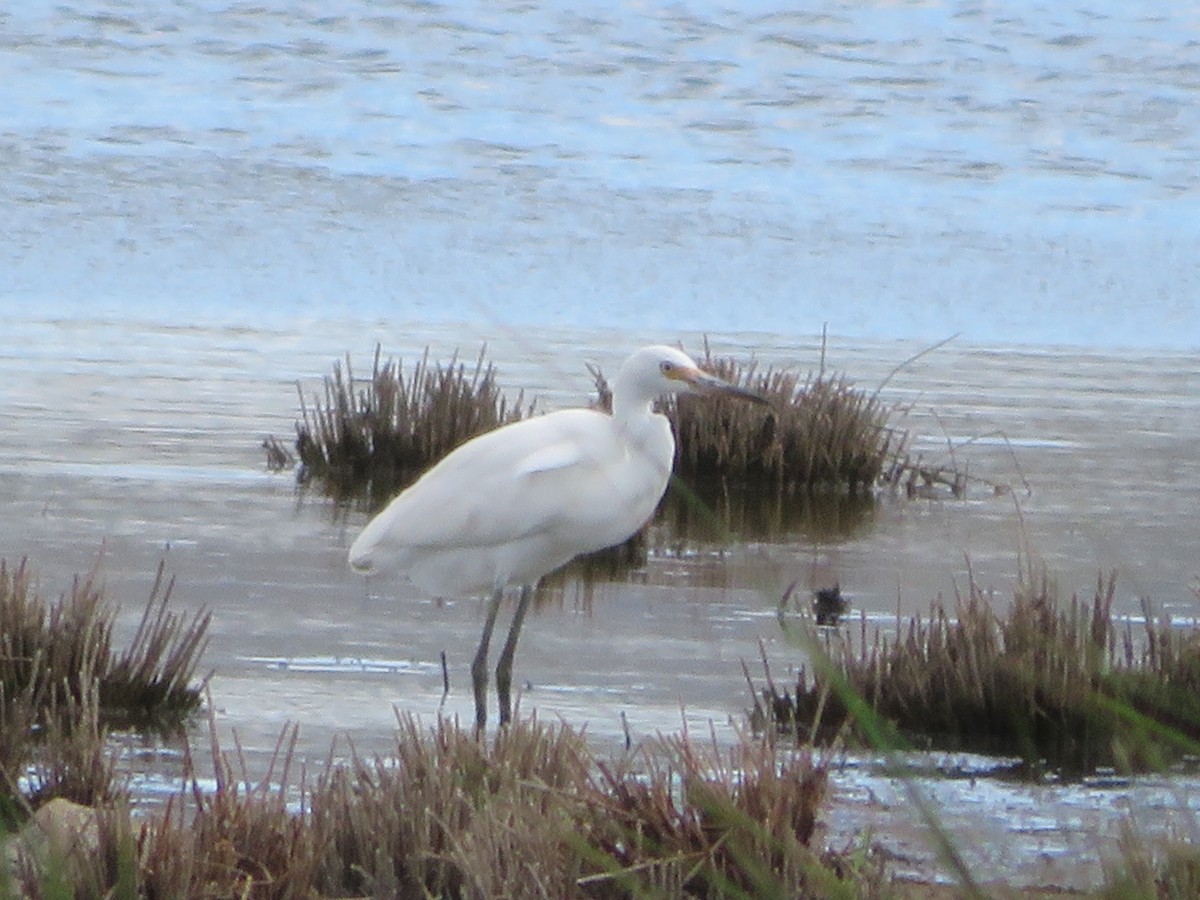 Little Egret - Christine D