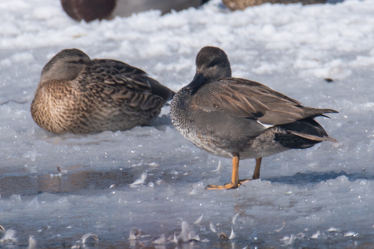 Gadwall - ML539899831