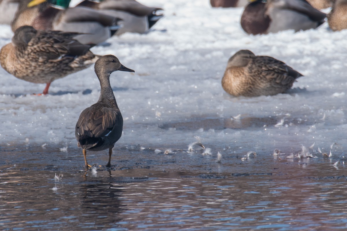 Gadwall - ML539899851