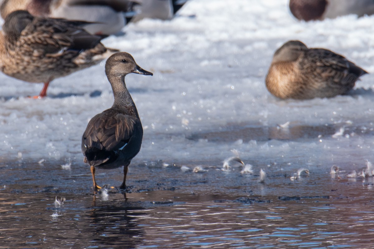 Gadwall - ML539899861