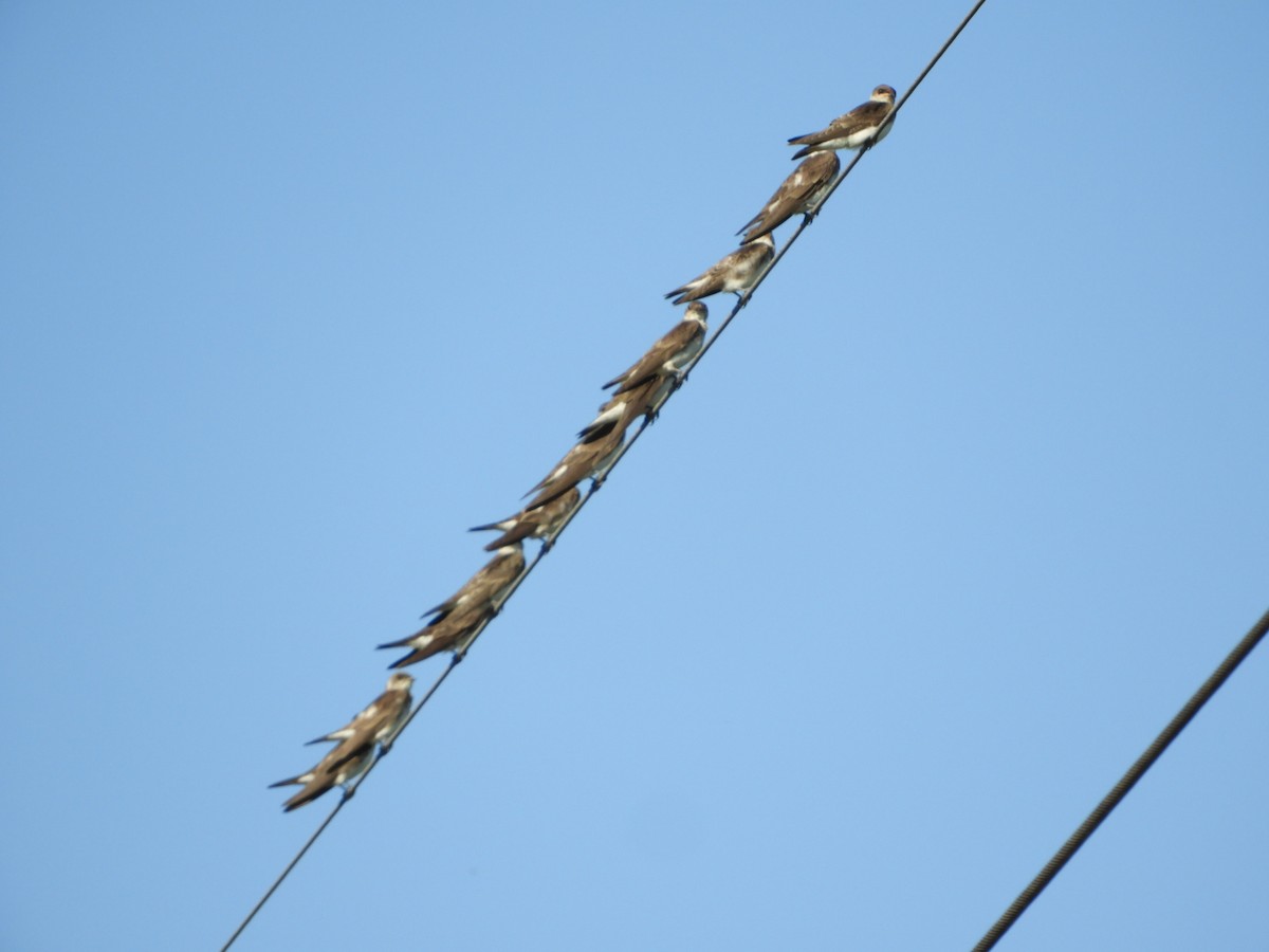 Brown-chested Martin - Silvia Enggist