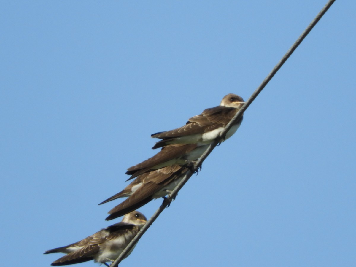 Brown-chested Martin - ML539900451