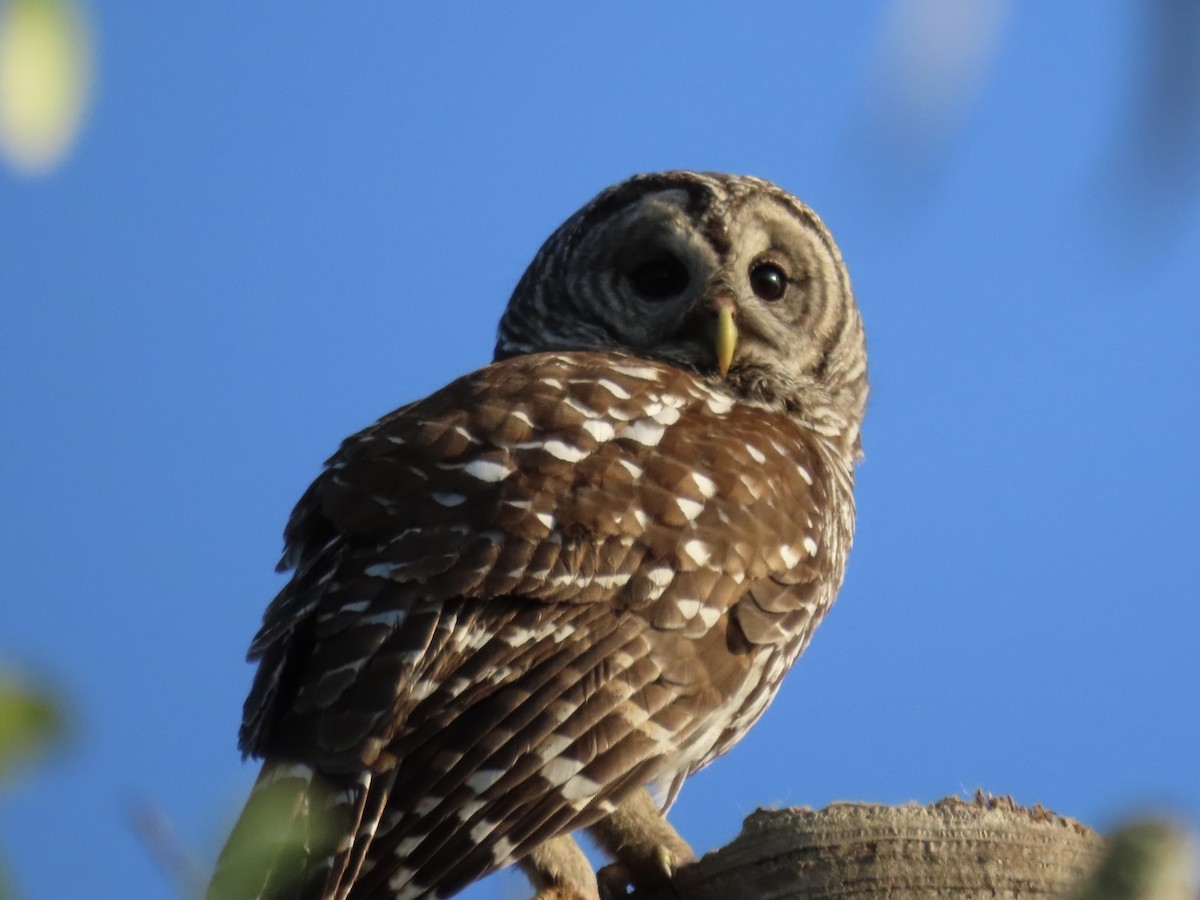 Barred Owl - ML539900481