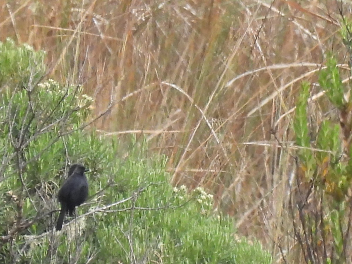 Black Flowerpiercer - Duke Tufty