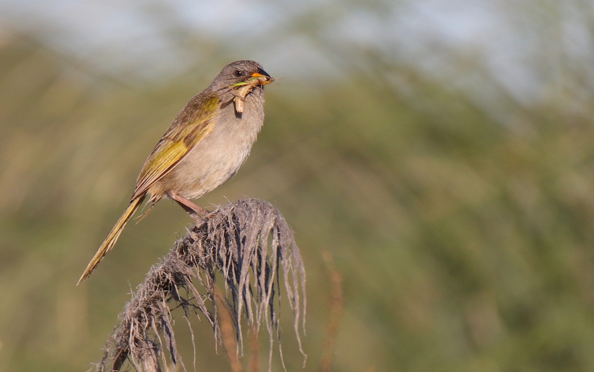 Great Pampa-Finch - ML539901381