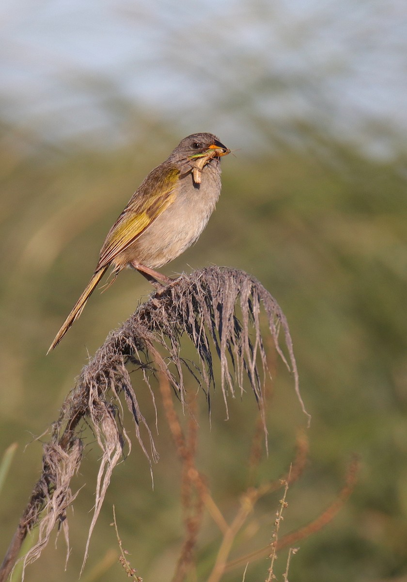 Great Pampa-Finch - ML539901391